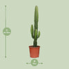 Wolfsmilch – Euphorbia acrurensis – Ansicht 2