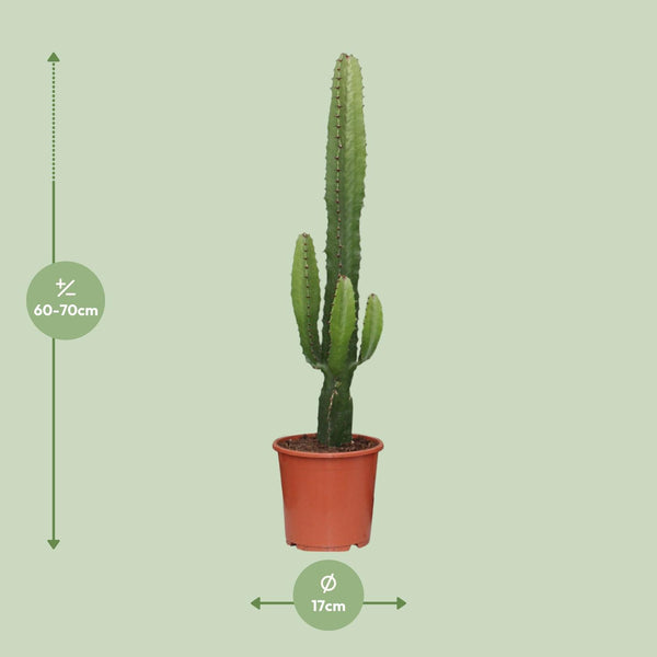 Wolfsmilch – Euphorbia acrurensis – Ansicht 2