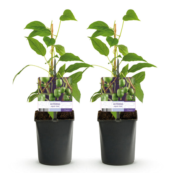 Kiwibeere ‚Issai' – Actinidia arguta – Ansicht 2