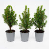 Zuckerhutfichte ‚Perfecta' – Picea glauca