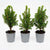 Zuckerhutfichte ‚Perfecta' – Picea glauca