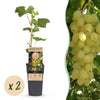 Weinrebe ‚Lakemont' – Vitis vinifera