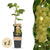 Weinrebe ‚Lakemont' – Vitis vinifera