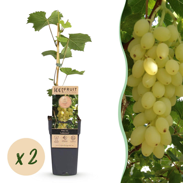 Weinrebe ‚Lakemont' – Vitis vinifera