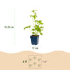 Rittersporn ‚Blue Bird' – Delphinium x cultorum – Ansicht 3
