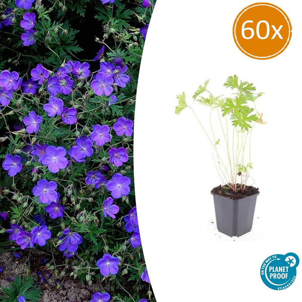 Storchschnabel ‚Johnson's Blue' – Geranium