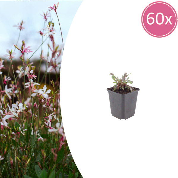Prachtkerze ‚Siskiyou Pink' – Gaura lindheimeri
