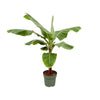 Bananenpflanze – Musa – Ø 34 cm · 200 cm