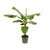 Bananenpflanze – Musa – Ø 34 cm · 200 cm