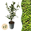 Ovalblättriger Liguster – Ligustrum ovalifolium