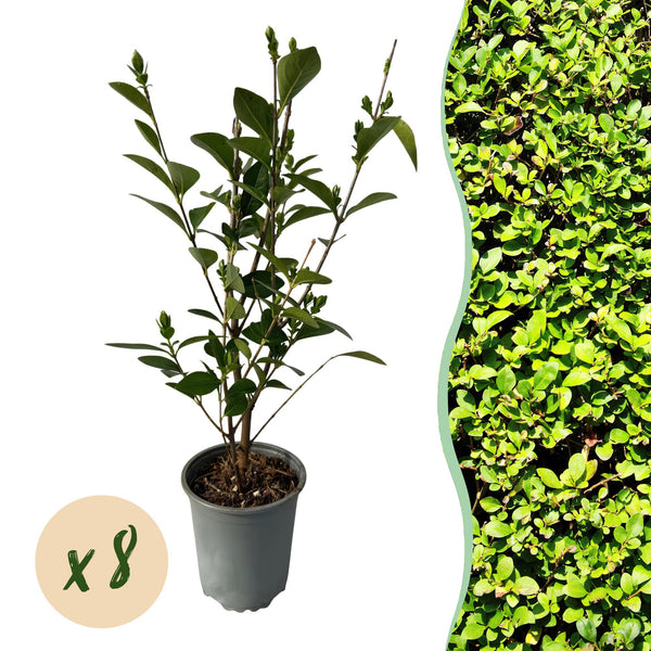 Ovalblättriger Liguster – Ligustrum ovalifolium