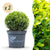 Buchsbaum ‚BetterBuxus Skylight' – Buxus sempervirens