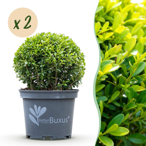 Buchsbaum ‚BetterBuxus Skylight' – Buxus sempervirens