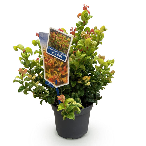 Traubenheide ‚Curly Gold' – Leucothoe fontanesiana – Ansicht 2