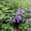 Katzenminze – Nepeta – Ansicht 4