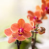 Schmetterlingsorchidee ‚Mineral Bolzano' – Phalaenopsis – Ansicht 2