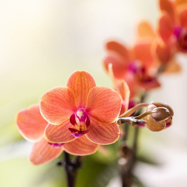 Schmetterlingsorchidee ‚Mineral Bolzano' – Phalaenopsis – Ansicht 2