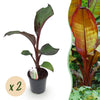 Abessinische Banane ‚Maurelii' – Ensete ventricosum
