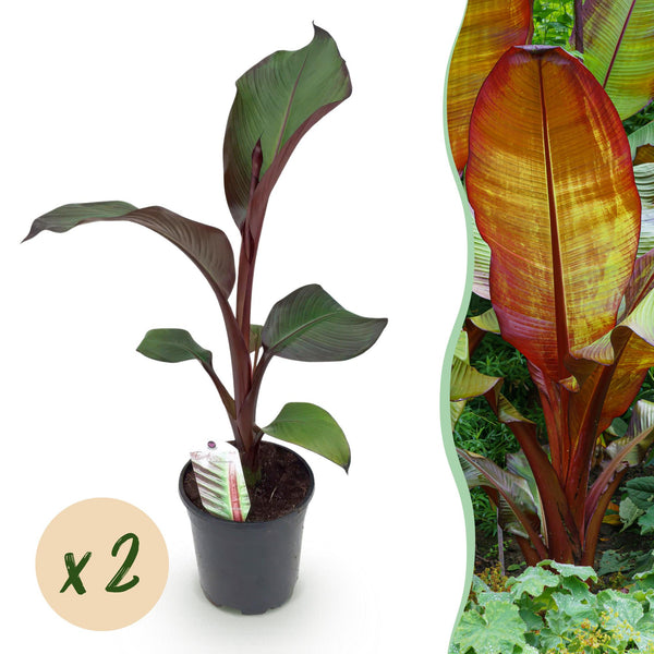 Abessinische Banane ‚Maurelii' – Ensete ventricosum