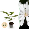 Stern-Magnolie ‚Royal Star' – Magnolia stellata