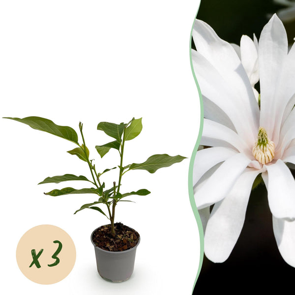 Stern-Magnolie ‚Royal Star' – Magnolia stellata