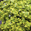 Kriechspindel ‚Emerald 'n Gold' – Euonymus fortunei – Ansicht 5