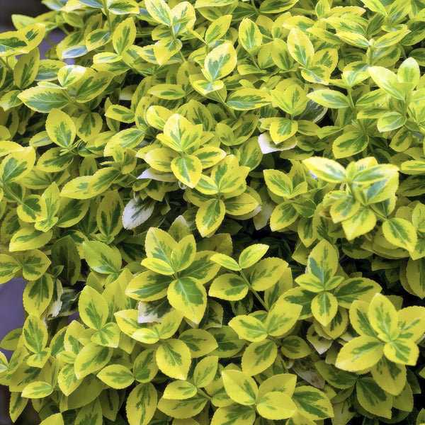 Kriechspindel ‚Emerald 'n Gold' – Euonymus fortunei – Ansicht 5