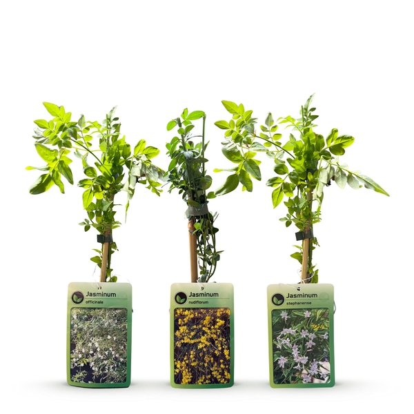 Jasmin-Set „Tricolour“ – 3 Jasminarten in Gelb, Weiß und Rosa – Ansicht 3