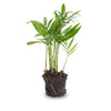 Bergpalme – Chamaedorea elegans – Ø 6 cm, ohne Übertopf, 1 Stück