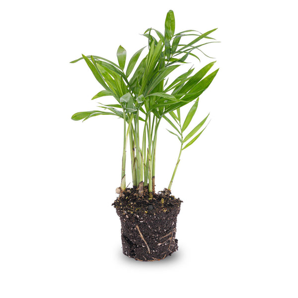 Bergpalme – Chamaedorea elegans – Ø 6 cm, ohne Übertopf, 1 Stück