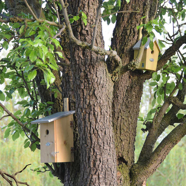 Beobachtungsnistkasten für Vögel