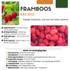 Obstpflanzen-Set „Früchte-Party" – 3 verschiedene BIO-Obstpflanzen – Ansicht 5