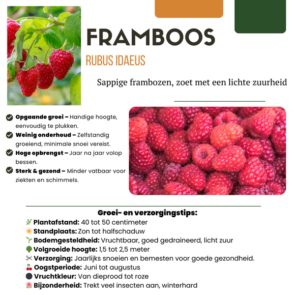 Obstpflanzen-Set „Früchte-Party" – 3 verschiedene BIO-Obstpflanzen – Ansicht 5