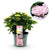 Bauernhortensie ‚Magical Revolution Pink' – Hydrangea macrophylla – 1 Stück