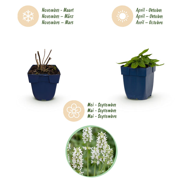 Heilziest ‚Alba' – Stachys officinalis – Ansicht 4