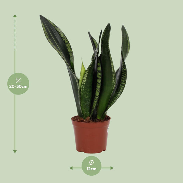 Bogenhanf ‚Whitney' – Sansevieria trifasciata – Ansicht 4