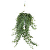 Efeu ‚Pittsburgh' – Hedera helix – Ø 24 cm