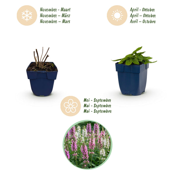 Heilziest Farbmix – Stachys officinalis – Ansicht 4