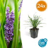 Lilientraube ‚Big Blue' – Liriope muscari