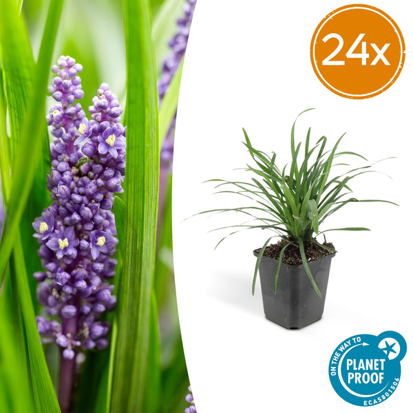 Lilientraube ‚Big Blue' – Liriope muscari