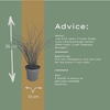 Chinaschilf ‚Gracillimus' – Miscanthus sinensis – Ansicht 6