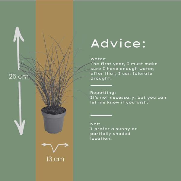 Chinaschilf ‚Gracillimus' – Miscanthus sinensis – Ansicht 6