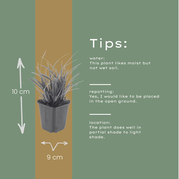 Japan-Segge – Carex morrowii – Ansicht 6