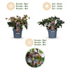 Lenzrose ‚Angels Glow' – Helleborus – Ansicht 9