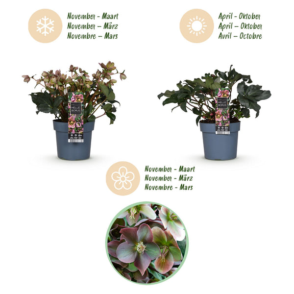 Lenzrose ‚Angels Glow' – Helleborus – Ansicht 9
