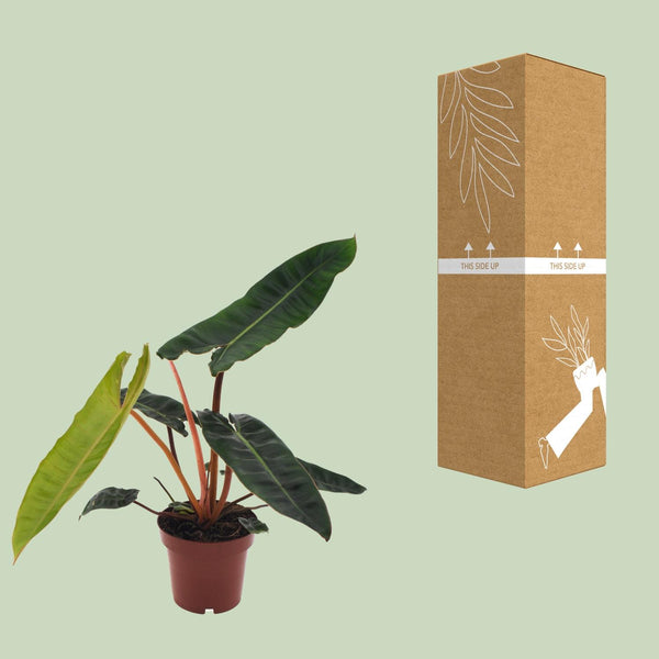 Philodendron billietiae – Ansicht 3