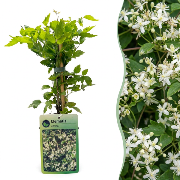 Gewöhnliche Waldrebe – Clematis vitalba