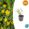 Johanniskraut ‚Peter Dummer' – Hypericum × dummeri