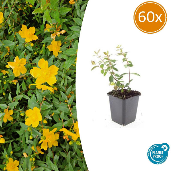 Johanniskraut ‚Peter Dummer' – Hypericum × dummeri