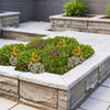 Bodendecker-Set „Sedummatte“ – 10 Sedum-Sorten – Ansicht 4